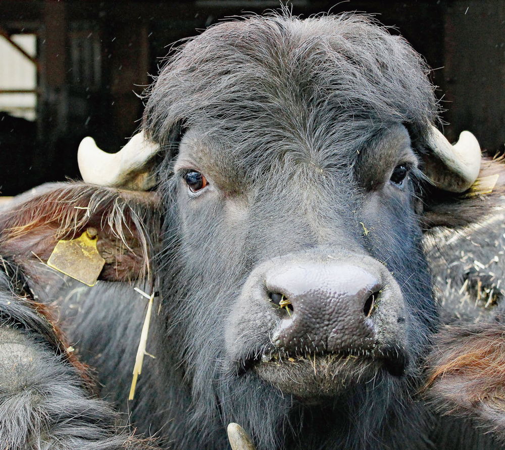 Des bufflonnes à Gollion