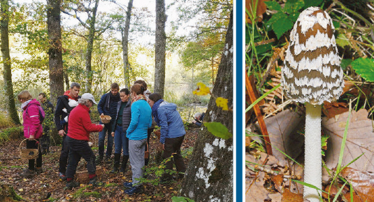 Cossonay – Groupement mycologique