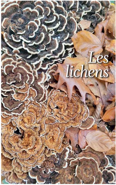 Le coin jardin – Les lichens