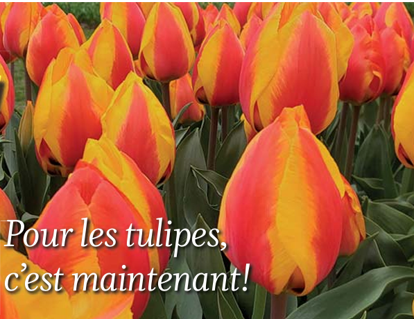 Le coin jardin – Pour les tulipes, c’est maintenant