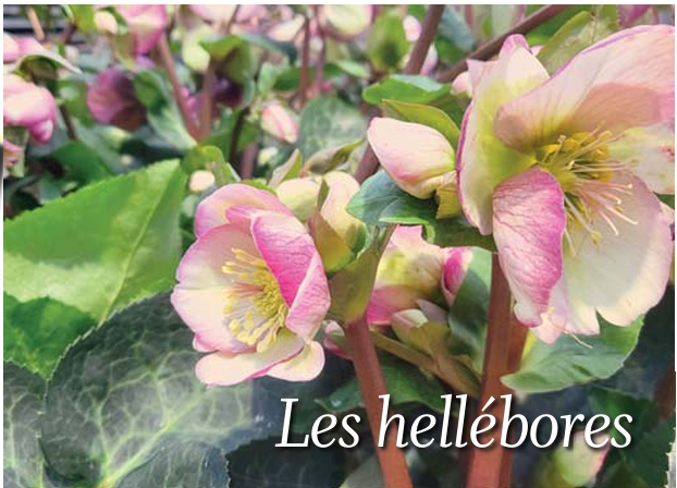 Le coin jardin – Les hellébores