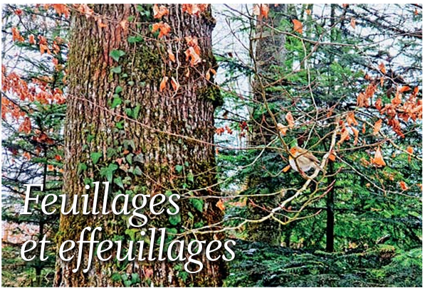 Le coin jardin – Feuillages et effeuillages